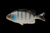  si-137 Силикон съедобный Jackall Clone Gill black gill  6,5 см.1 шт.
