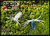 si-138  Силикон съедобный Jackall Ike-Chu chart white butterfly 3,0 см. 1 шт.