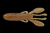 si-144  Силикон съедобный Jackall Cover Craw 3.0" suyama brown 7,5 см. 1 шт.