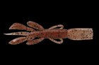 si-152  Силикон съедобный Jackall Pine Shrimp 3.5" ebimiso red flake 8,75 см. 1 шт.